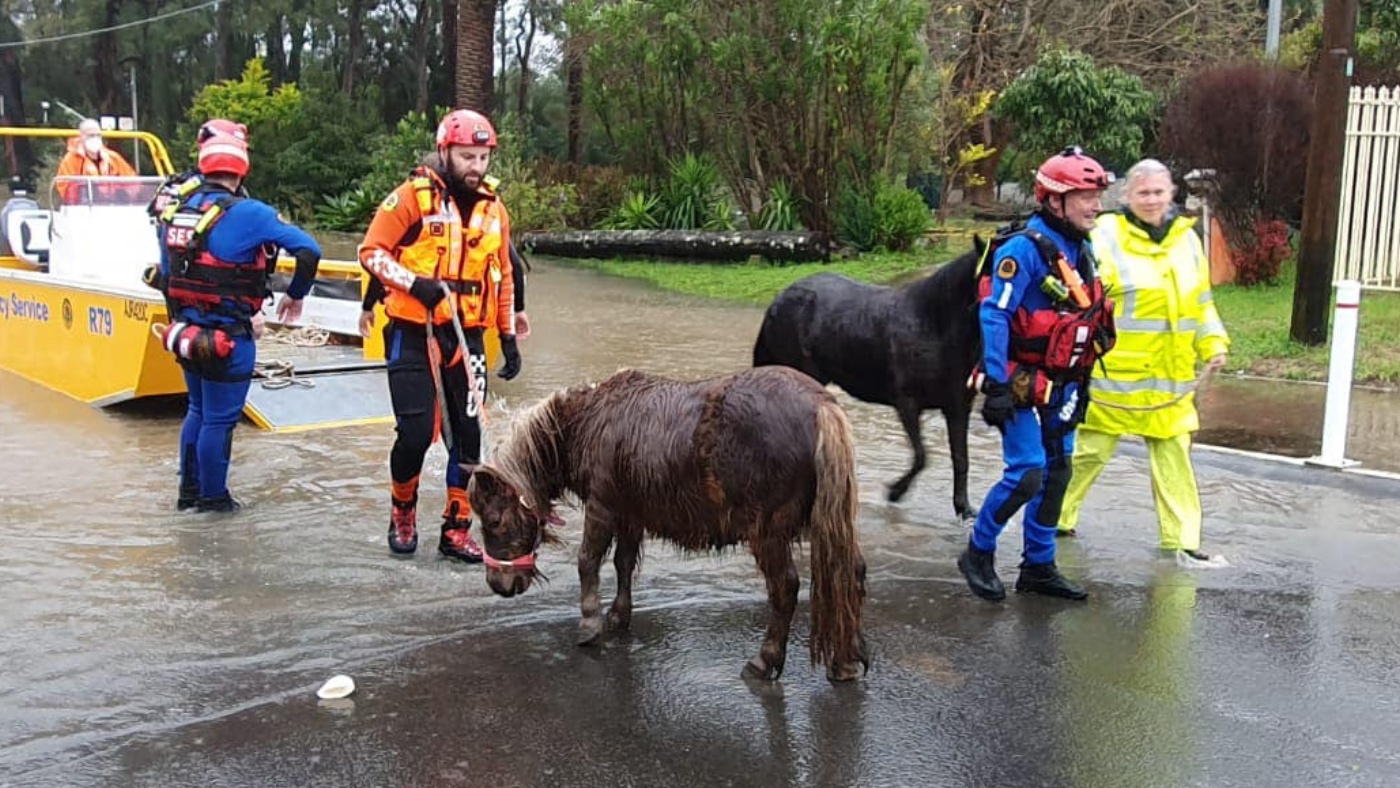 Animals during flood