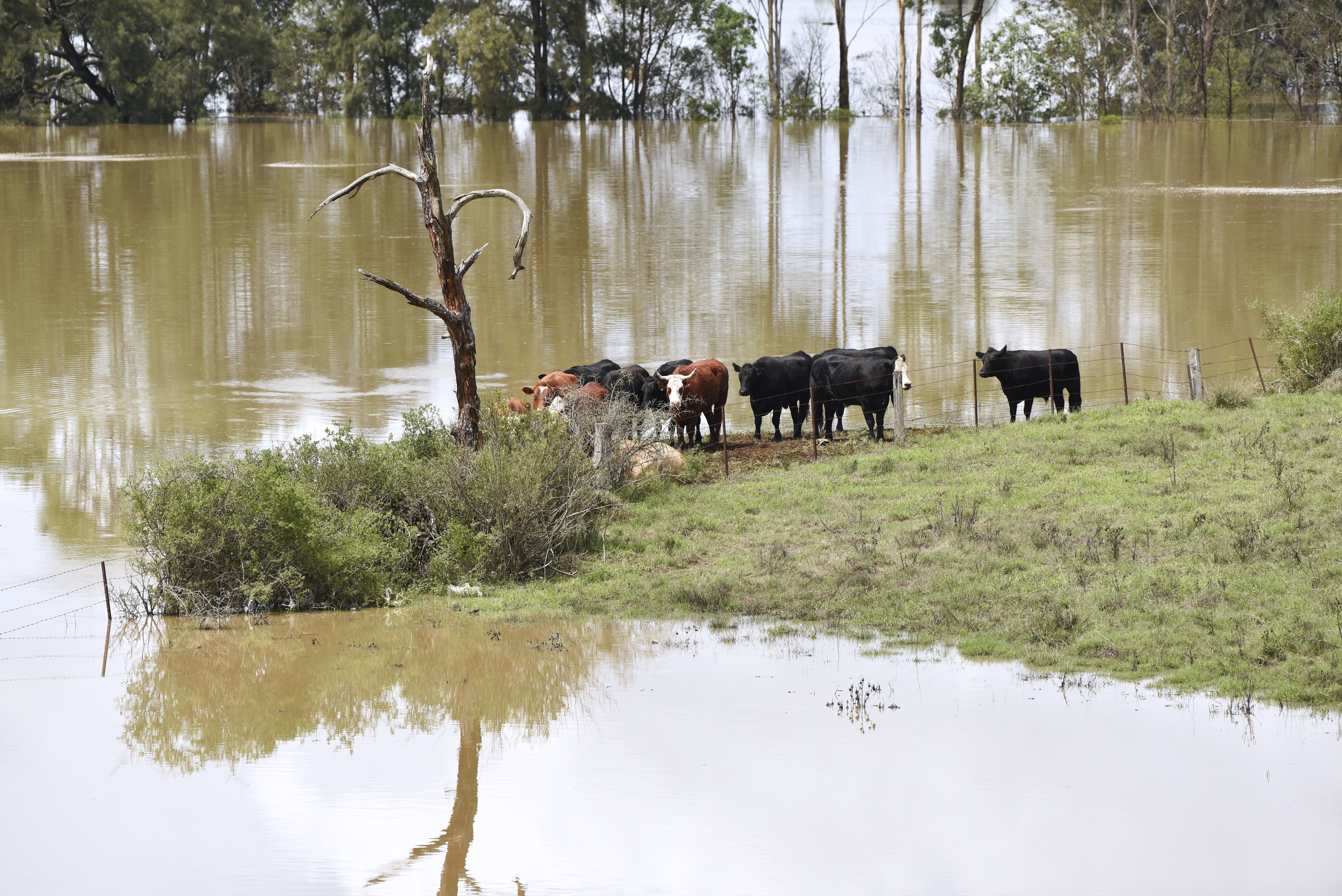 Stranded cattle South Creek 10 Feb 2020