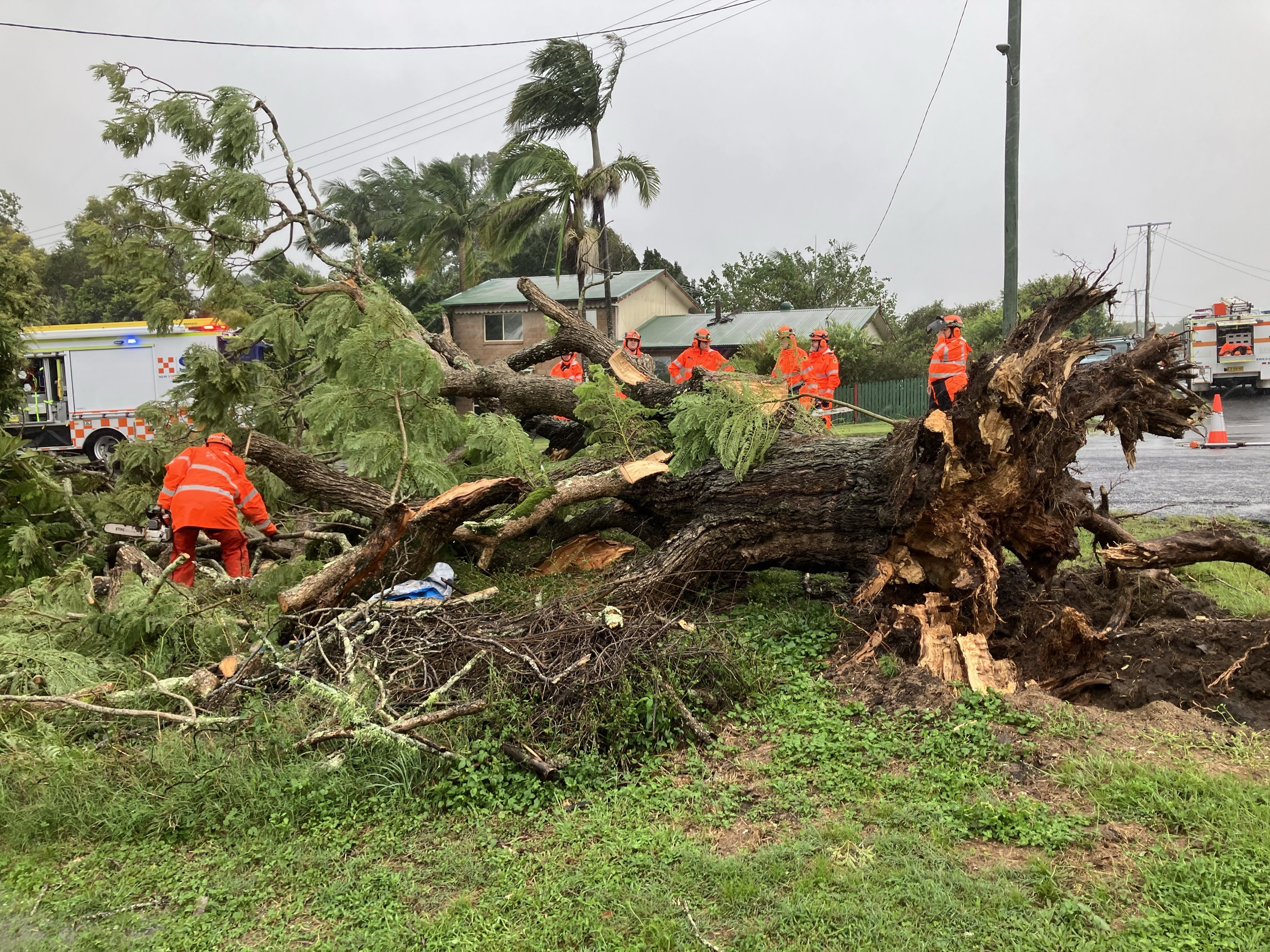 Volunteers working around a tree